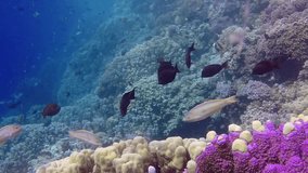 The fauna of the Red Sea. Static video of a coral reef in the Red Sea. Beautiful underwater background with fishes and corals. Life of a coral reef, Marsa Alam, Egypt