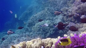The fauna of the Red Sea. Static video of a coral reef in the Red Sea. Beautiful underwater background with fishes and corals. Life of a coral reef, Marsa Alam, Egypt