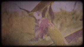 A farmer in a corn field. An elderly man in a straw hat and waistcoat walks through a corn field and checks the harvest. Video archive. Retro camera 8 mm. Old film. Vintage