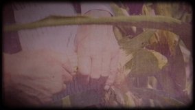 A farmer in a corn field. An elderly man in a straw hat and waistcoat walks through a corn field and checks the harvest. Video archive. Retro camera 8 mm. Old film. Vintage