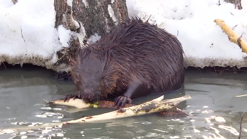 shot wild beaver near lake nature Stock Footage Video (100% Royalty-free) 3...