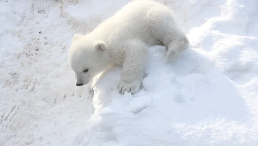 Polar bear with cubs on snow.  Polar bear mom with twins. Royalty-Free Stock Footage #1025795342