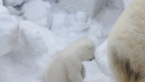 Polar bear with cubs on snow.  Polar bear mom with twins.