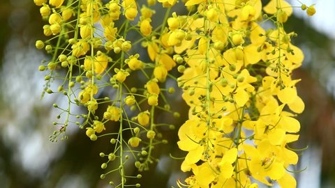 Yellow flowers are swaying by the wind in evening. Common name Indian Laburnum or Golden Shower or Pudding-pipe Tree, Scientific name Cassia fistula Linn.