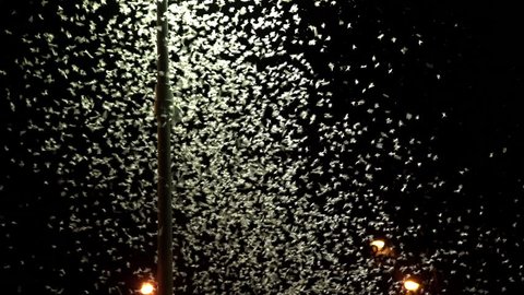 Ephemera hainanensis - mayfly or also known as fish flies, shad flies or up-winged flies. Mayflies swarming on the ground around street lights at night time. Mating season, wild insect animals
