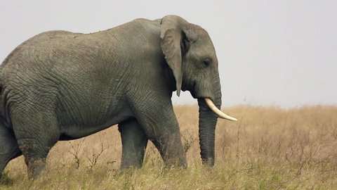 Elephants in the Serengeti National parks