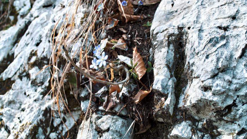 Mountain flower growing in the rock