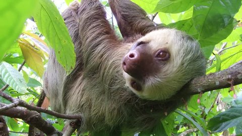 Sloth hanging on a tree branch.