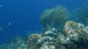 Fish and corals on the tropical coral reef. Scuba diving on the reef, underwater video. Marine wildlife, fishes in the blue water. Ocean and reef.