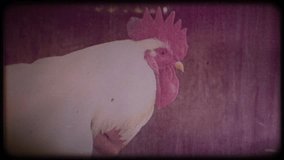 A farmer in a straw hat is holding a big white rooster. Video archive. Retro. Vintage. Farm animals. Portrait of an elderly farmer. Agriculture. Organic food. Ranch. Not vegetarianism, but meat-eating
