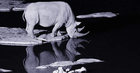 Night footage of wild black rhinoceros, Diceros bicornis, side view, endangered animal drinking from waterhole. Rhino reflecting itself in water surface. Black and white footage. Etosha park, Namibia.