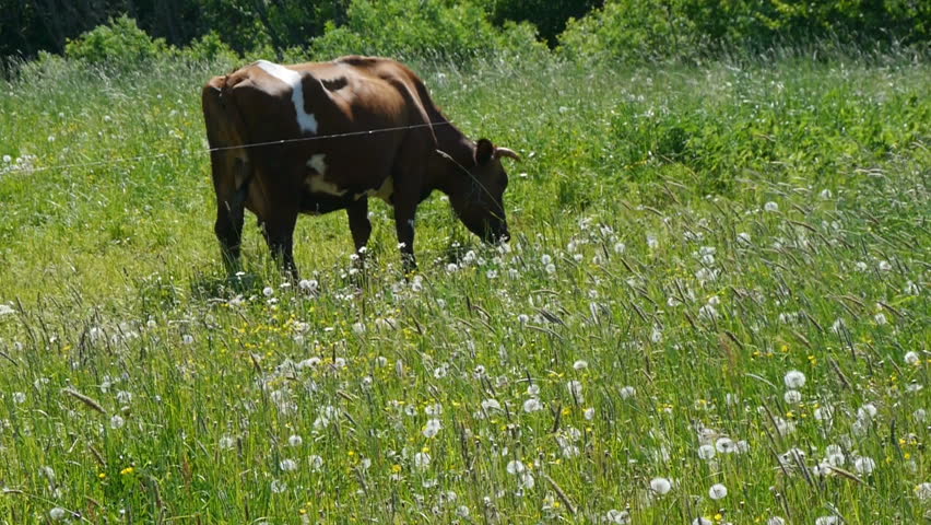 Трава буренки. Корова кушает траву. Корова ест траву. Корова ест траву. Бык ест траву.