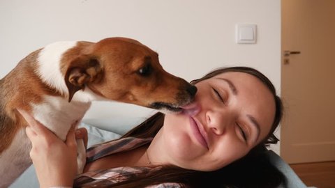 Small pet dog lovely licking with tongue a face of pregnant woman