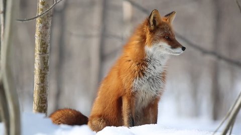 Kamchatka. Anadyr fox.