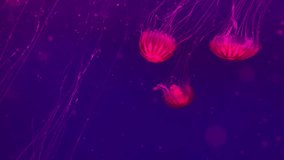 Several red jellyfishes with long tentacles are swimming underwater on the dark background. They surrounded by plankton and food pieces. Closeup video recording.