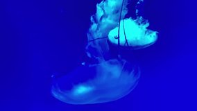 Large jellyfishes with long tentacles are swimming underwater on the deep blue background. Closeup video recording.