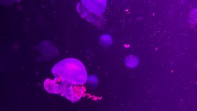 Pack of jellyfishes are swimming underwater on the dark background. They surrounded by plankton and food pieces. Closeup video recording.