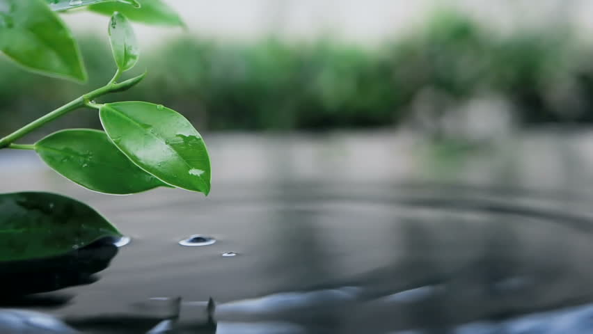 Fresh green leaf with water drop over the water , a nature leaf branch relaxation with water ripple drops concept , slow motion shot | Shutterstock HD Video #1025831147