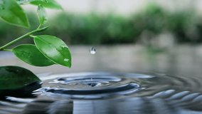 fresh green leaf with water drop over the water , a nature leaf branch relaxation with water ripple drops concept , slow motion shot - Powered by Shutterstock - Get 15% off with code: PIKWIZARD15