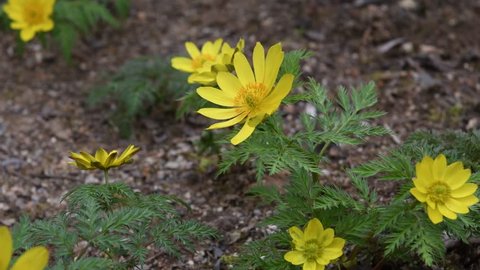 Amur Adonis Adonis Amurensis Regel Radde Stock Video 100 Royaltyfri Shutterstock