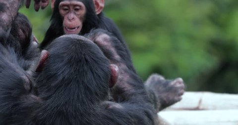 chimpanzee with his child , South Africa