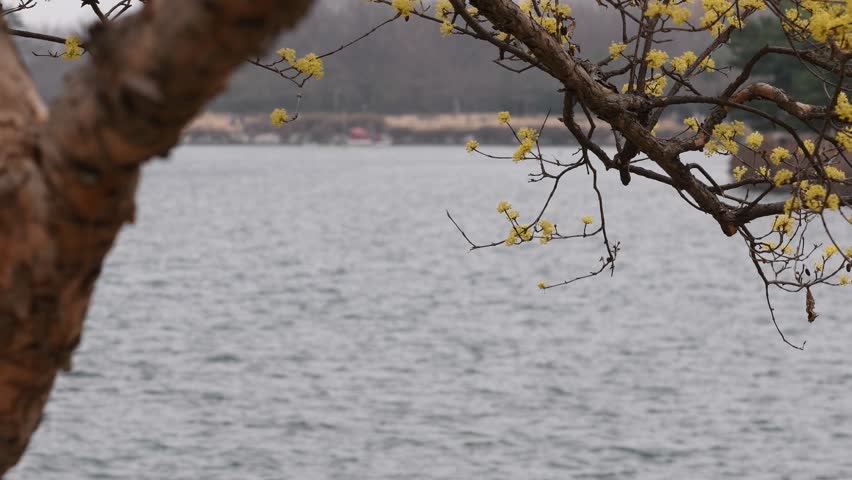 Japanese Cornelian Cherry(Cornus officinalis Siebold & Zucc) flowers blooming by the lake