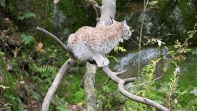Eurasian Lynx relaxing on a branch - Powered by Shutterstock - Get 15% off with code: PIKWIZARD15