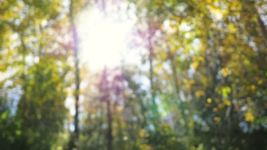 Forest landscapes close-up. sun through foliage, grass close up | Shutterstock HD Video #1025839958
