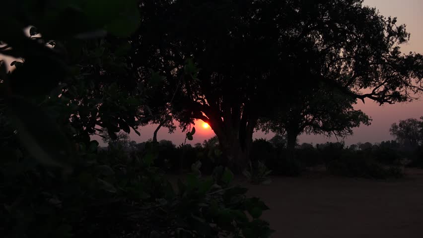 Stunning Sunset through the trees in gonarezhou national park, windy day.