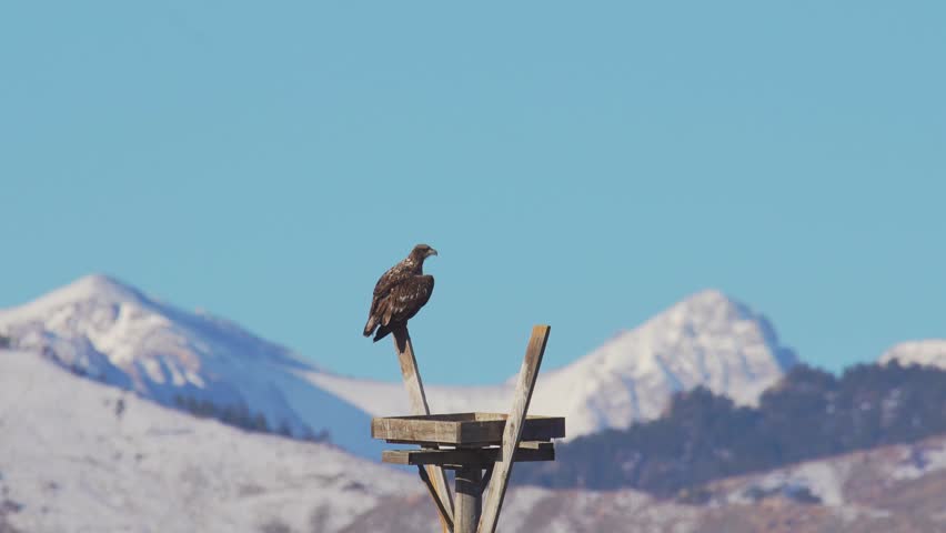 Juvenile bald eagle perching on a pole and then taking off
