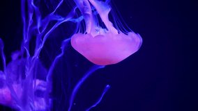 Close-up View of Tropical Jellyfish with Big Tentacles Flooating in the Sea. 4K Video Clip