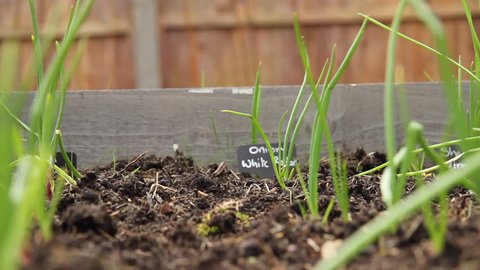 Shot of onions growing in a raised bed, with sign at the end of the row.