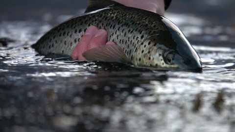 Holding a Sea Trout right above the water surface in slow motion.