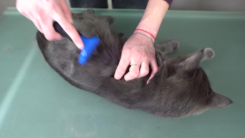 3 month flea control