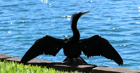 Anhinga Black Bird Drying Its Feathers, Open Wings, Lake Eola In The Background, Florida, United States - Close Up View - DCi 4K Resolution