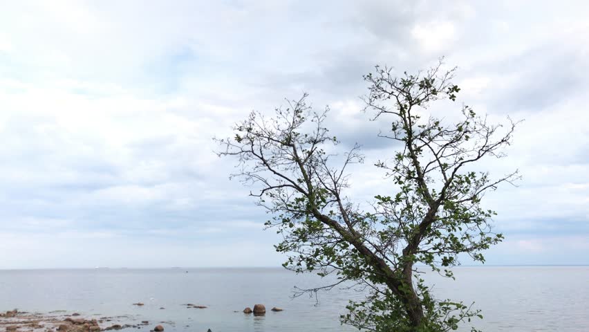 the lake coastline, the stony coast, outflow time, the horizon line, trees on the coast