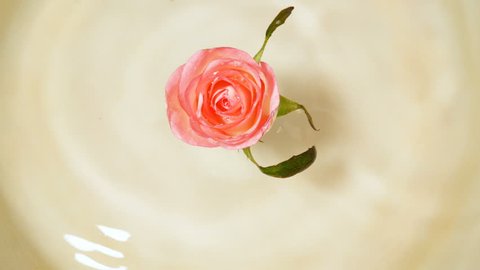pink rose floating in water bowl, spa concept