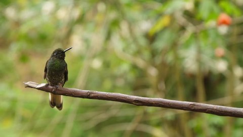 Two Green Hummingbirds Almost Kissing Playing Slow Motion