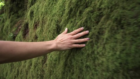Woman hand touching softly the moss on the wall in the tropical rainforest .