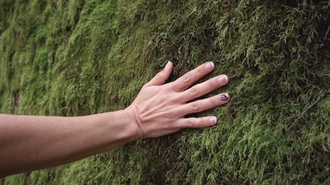 Slow motion of woman hand touching softly the moss on the wall in the tropical rainforest .