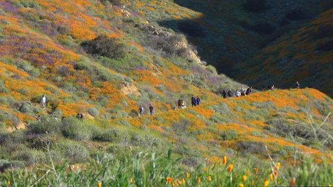 Lake Elsinore, CA / USA - March 16, 2019: Hikers walk along a trail to view the super bloom of orange poppy wildflowers at Walker Canyon in Southern California.