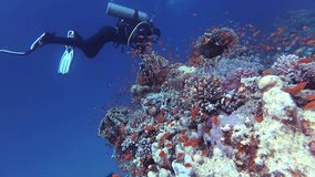 Static video, divers and coral reef in the Red Sea, Abu Dubb. Beautiful underwater landscape with tropical fish and corals. Life coral reef. Egypt