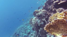 Static video, coral reef in the Red Sea, Abu Dub. Beautiful underwater landscape with tropical fish and corals. Life coral reef. Egypt