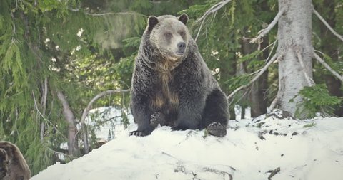 Two fearsome, brown grizzly bears sit atop a snowy hill. One decides to walk down the hill. Shot in slow motion