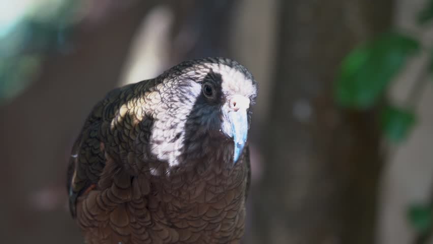 Close up of a Kea Parrot feeding in New Zealand