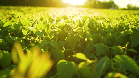 Soybean bloom at sunset close up. Agricultural soy plantation background.