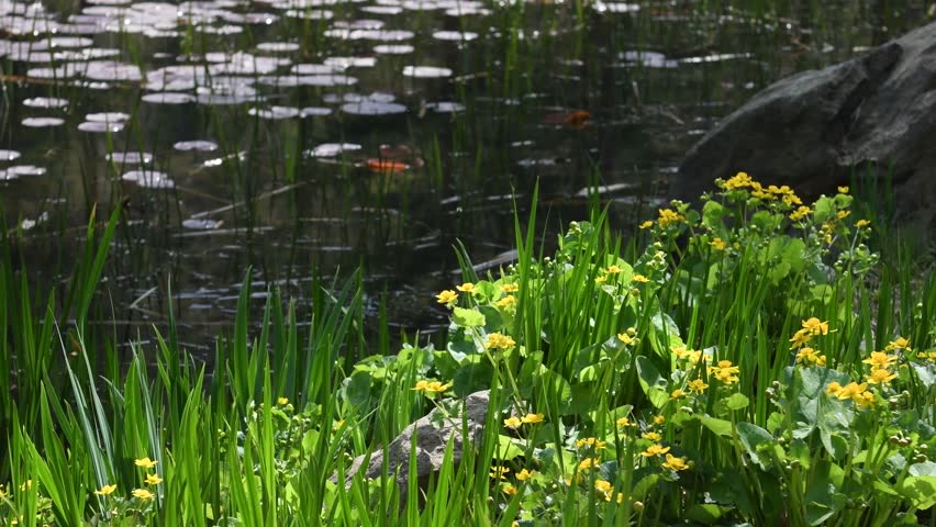 
Marsh marigold(Caltha palustris L) flowers blooming by the pond