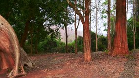 4K video of amazing Sompong tree in Doi Phu Nang national park, Thailand.