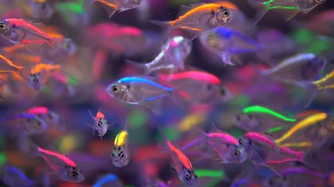 Beautiful fishes in aquarium tank 