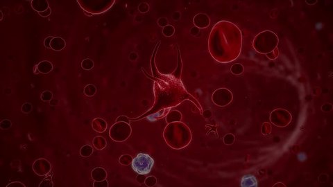 A blood platelet, a thrombocyte, moving through a blood stream in a vein along with leukocytes and erythrocytes. Thrombocytes are crucial for closing open wounds, but can also cause blood clots.
